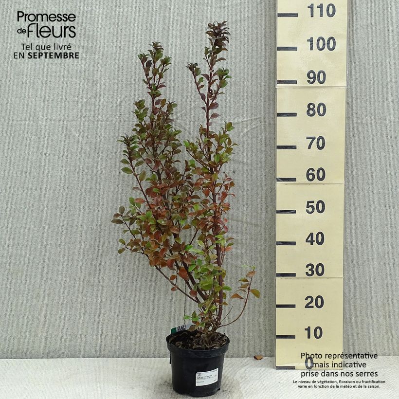 Spécimen de Houx américain - Ilex meserveae Heckenstar Pot de 2L/3L tel que livré en été
