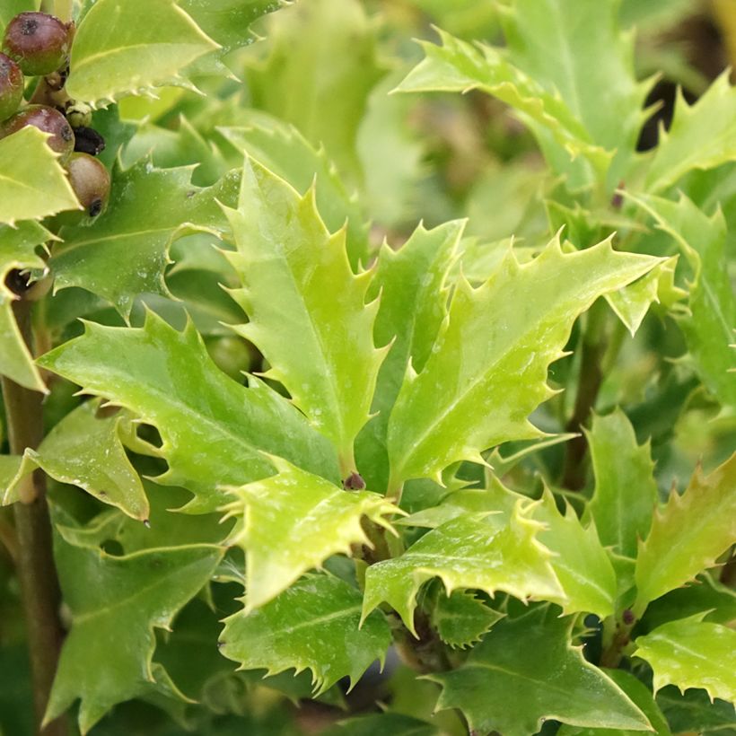 Houx américain - Ilex meserveae Magical Amoro Rosso (Feuillage)