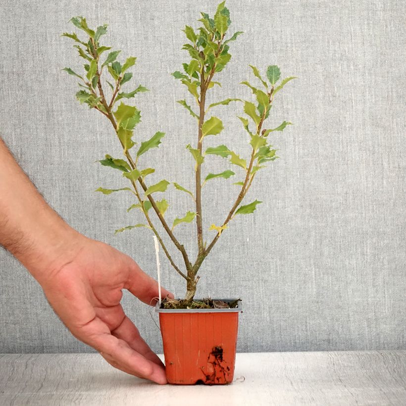 Spécimen de Houx américain - Ilex meserveae Magical Amoro Rosso Godet de 8/9 cm tel que livré en été