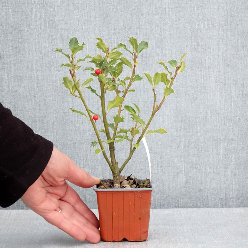 Spécimen de Houx américain - Ilex meserveae Magical Amoro Rosso - Godet de 8/9 cm tel que livré au printemps