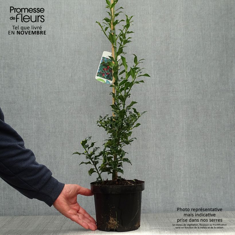 Spécimen de Houx commun - Ilex aquifolium Alaska Pot de 2L/3L tel que livré en automne