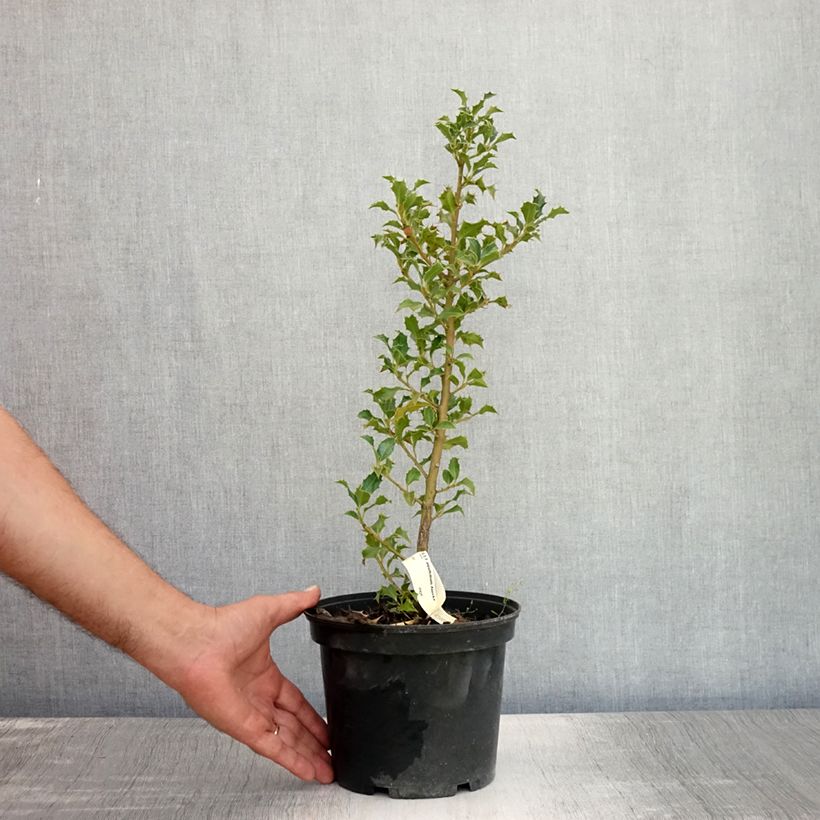 Spécimen de Houx commun - Ilex aquifolium Alaska Pot de 2L/3L tel que livré en été