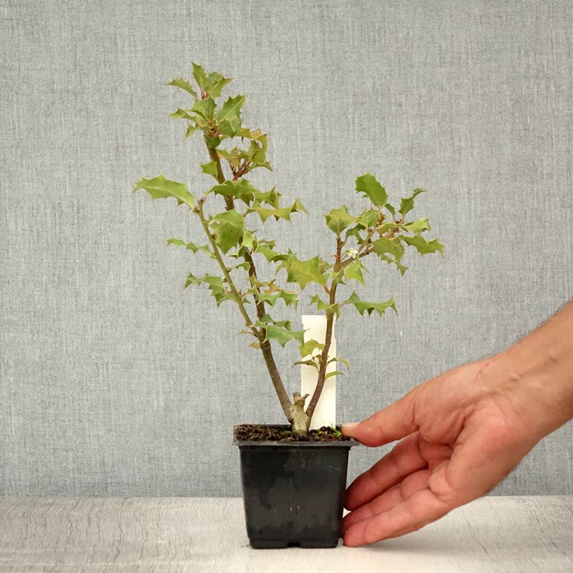 Spécimen de Houx commun - Ilex aquifolium Godet de 8/9 cm tel que livré en été