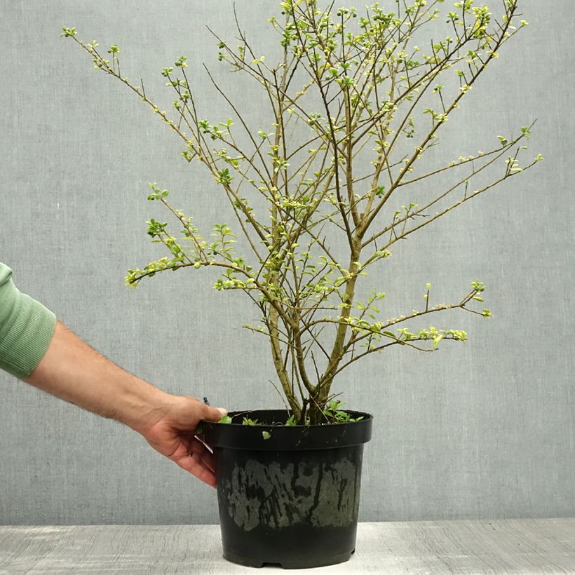 Spécimen de Houx crénelé - Ilex crenata Convexa Pot de 7,5L/10L tel que livré en été