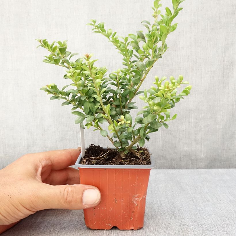 Spécimen de Houx crénelé - Ilex crenata Convexa Godet de 8/9 cm tel que livré en été