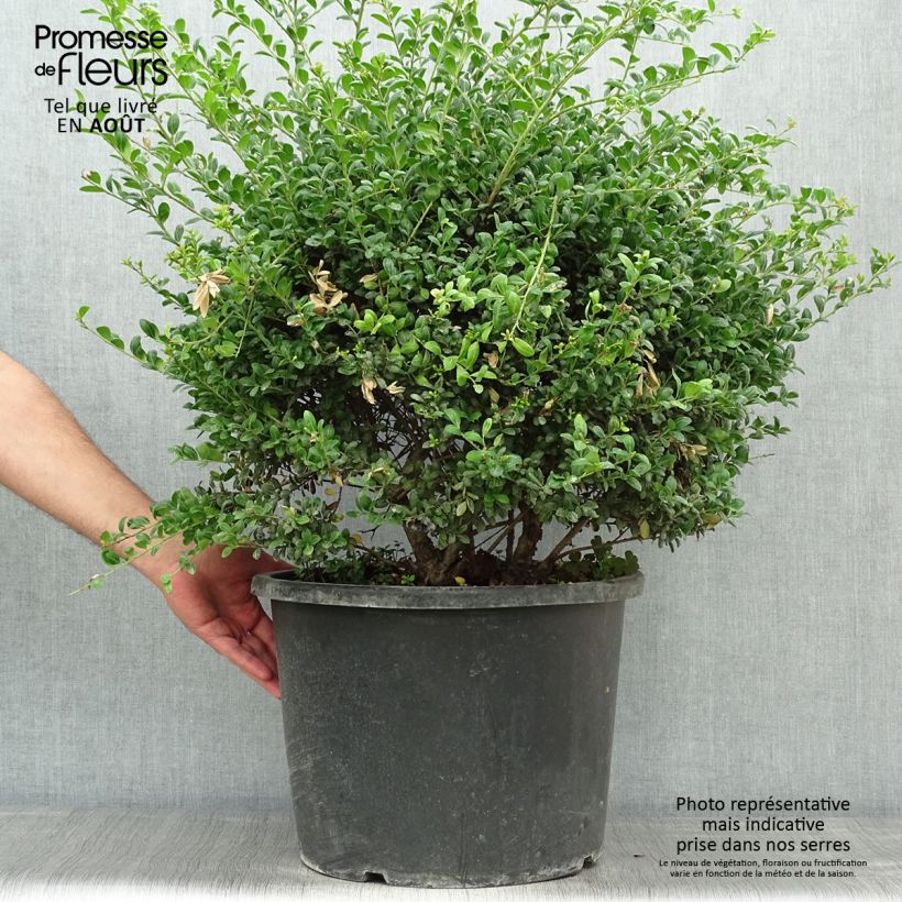 Spécimen de Ilex crenata Convexa taillé en boule - Topiaire de Houx crénelé Pot de 7,5L/10L, Boule tel que livré en été