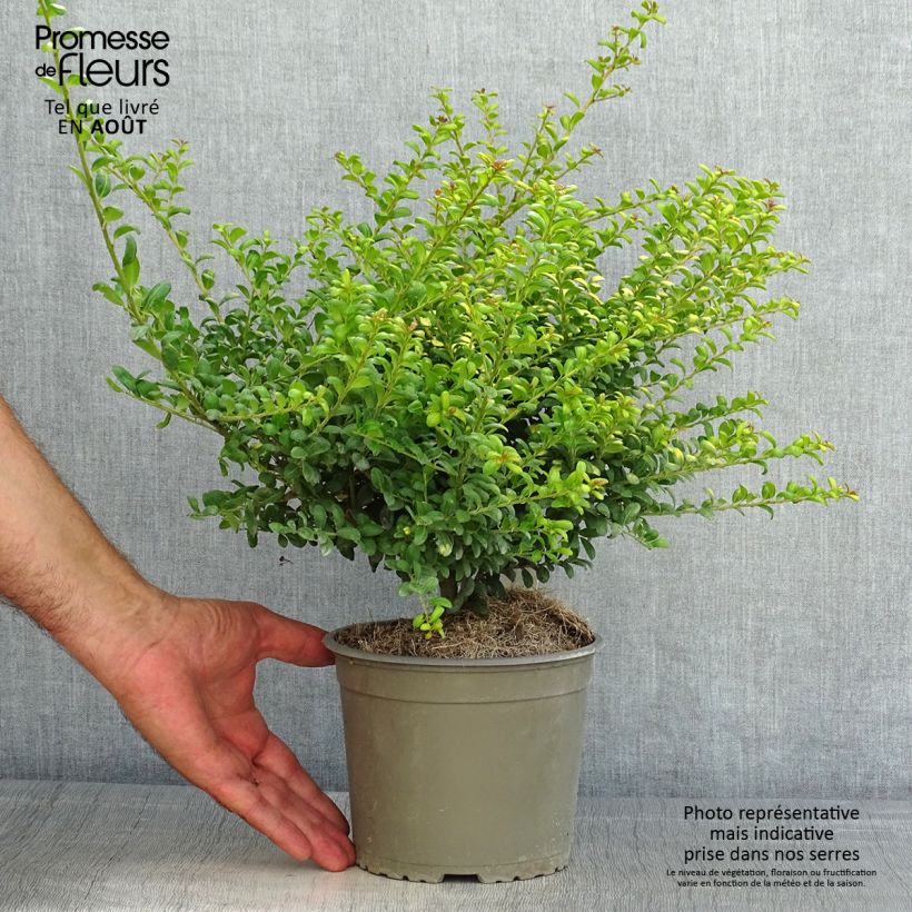 Spécimen de Houx crénelé - Ilex crenata Convexed Gold Pot de 2L/3L tel que livré en été