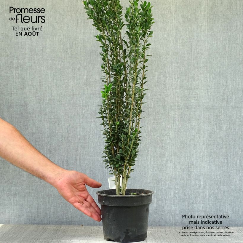 Spécimen de Houx crénelé - Ilex crenata Fastigiata Pot de 3L/4L tel que livré en été