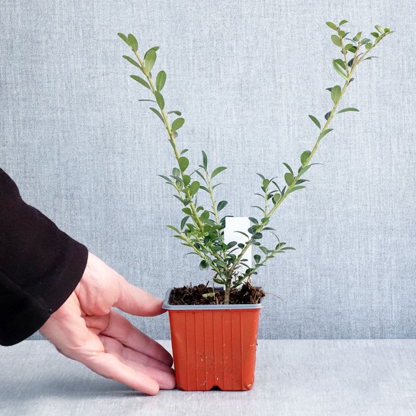 Spécimen de Houx crénelé - Ilex crenata Glory Gem Godet de 8/9 cm tel que livré en hiver