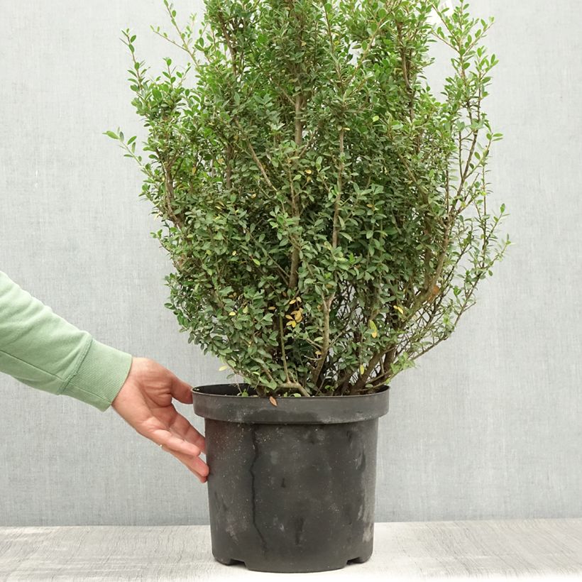 Spécimen de Houx crénelé - Ilex crenata Green Hedge Pot de 7,5L/10L tel que livré en été