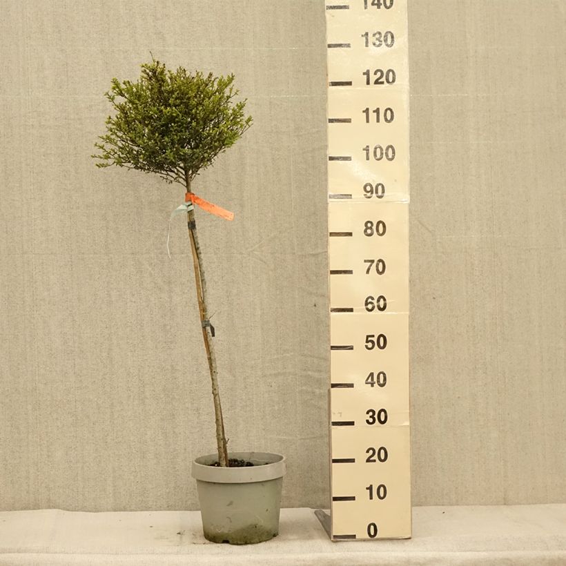 Spécimen de Houx crénelé Kinme Pot de 7,5L/10L, Quart de tige tel que livré en automne