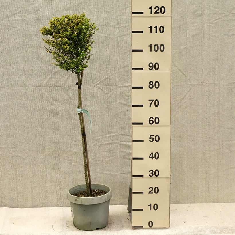 Spécimen de Houx crénelé Kinme Pot de 7,5L/10L, Quart de tige tel que livré en été