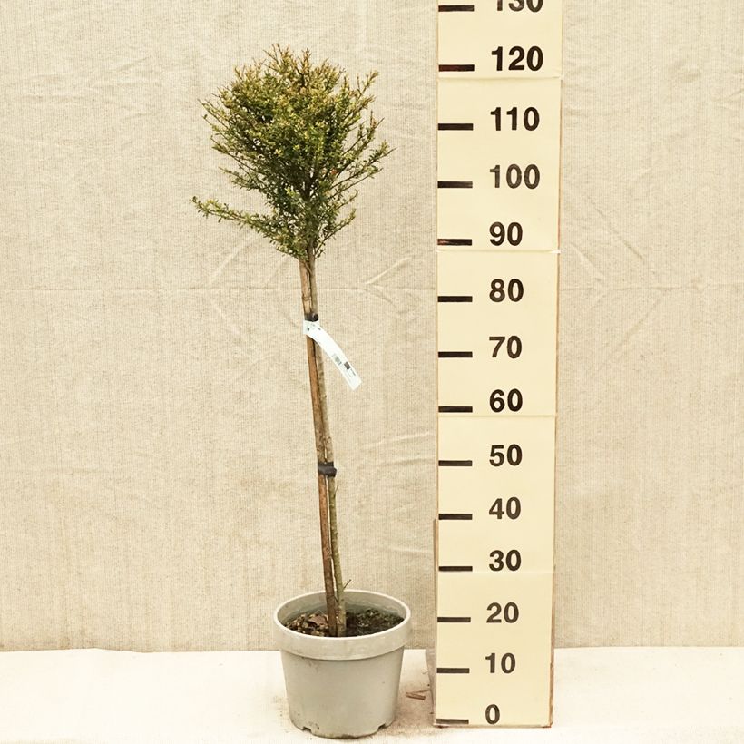 Spécimen de Houx crénelé Kinme Pot de 7.5L/10L Quart de tige tel que livré au printemps
