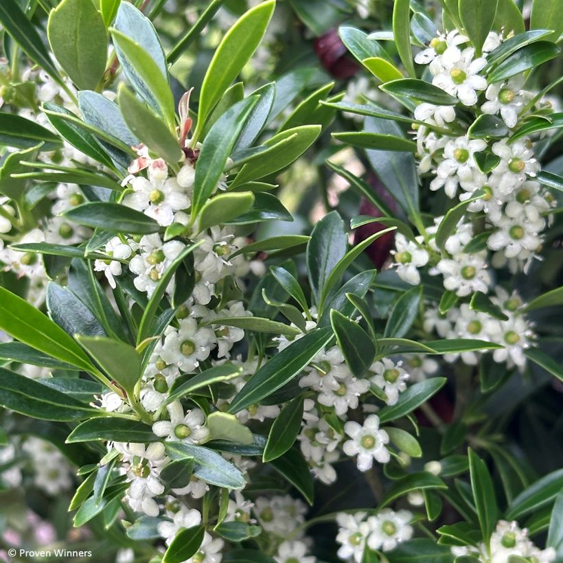 Ilex glabra Gem Box - Houx glabre (Floraison)