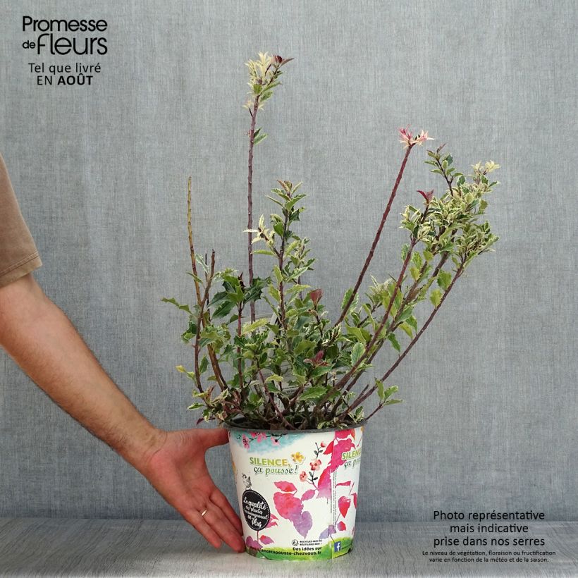 Spécimen de Houx - Ilex aquifolium Ingramii Pot de 2L/3L tel que livré en été