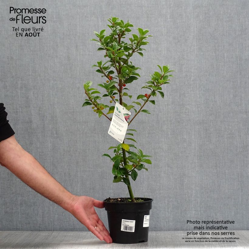 Spécimen de Houx - Ilex meserveae Heckenfee Pot de 2L/3L tel que livré en été
