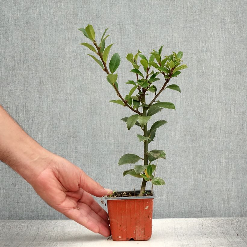 Spécimen de Houx - Ilex x meserveae Heckenpracht Godet de 8/9 cm tel que livré en été