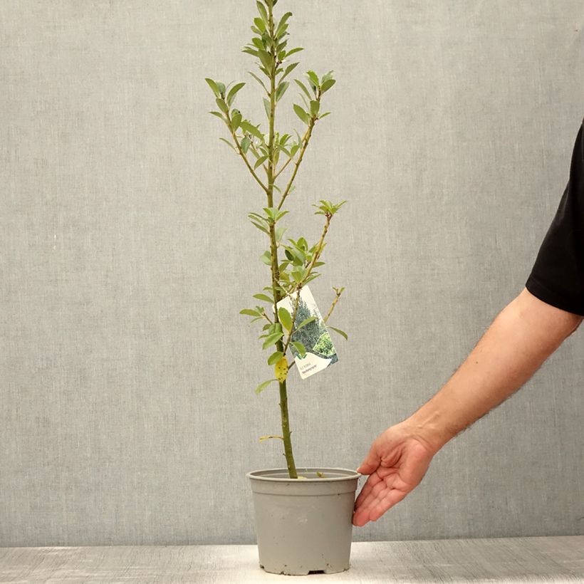 Spécimen de Houx - Ilex x meserveae Heckenpracht Pot de 2L/3L tel que livré en été
