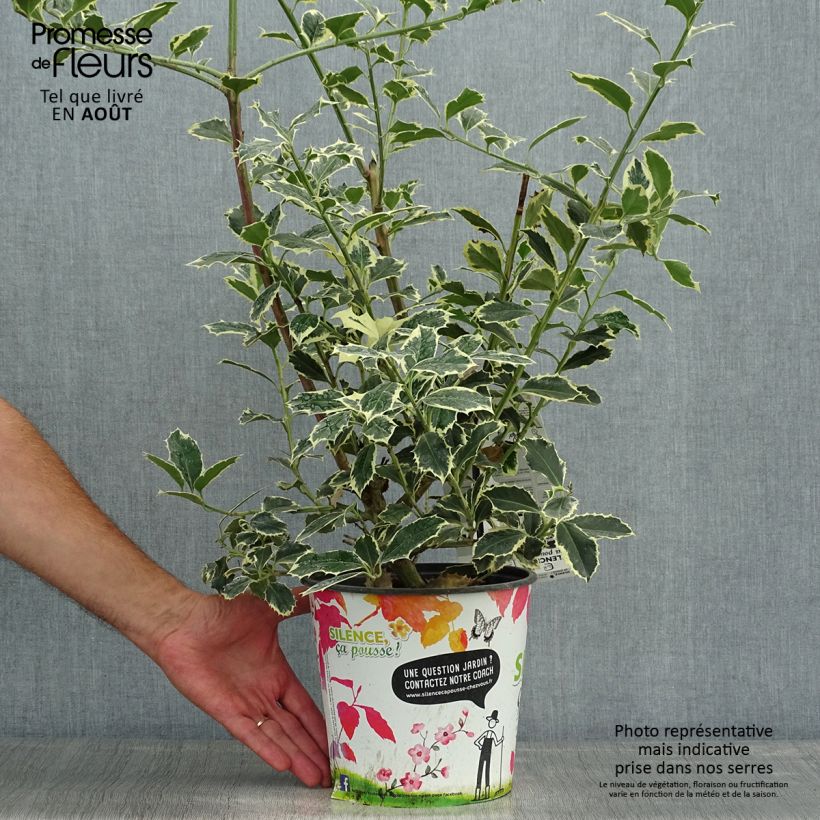 Spécimen de Houx panaché - Ilex aquifolium Argenteomarginata Pot de 2L/3L tel que livré en été