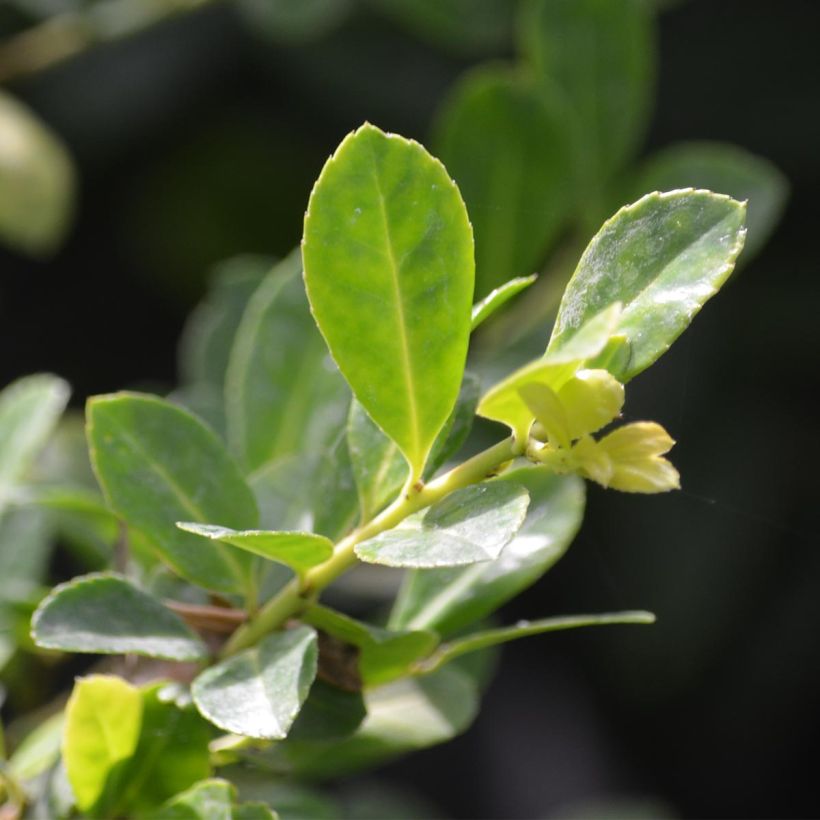 Houx panaché - Ilex Golden King (Feuillage)