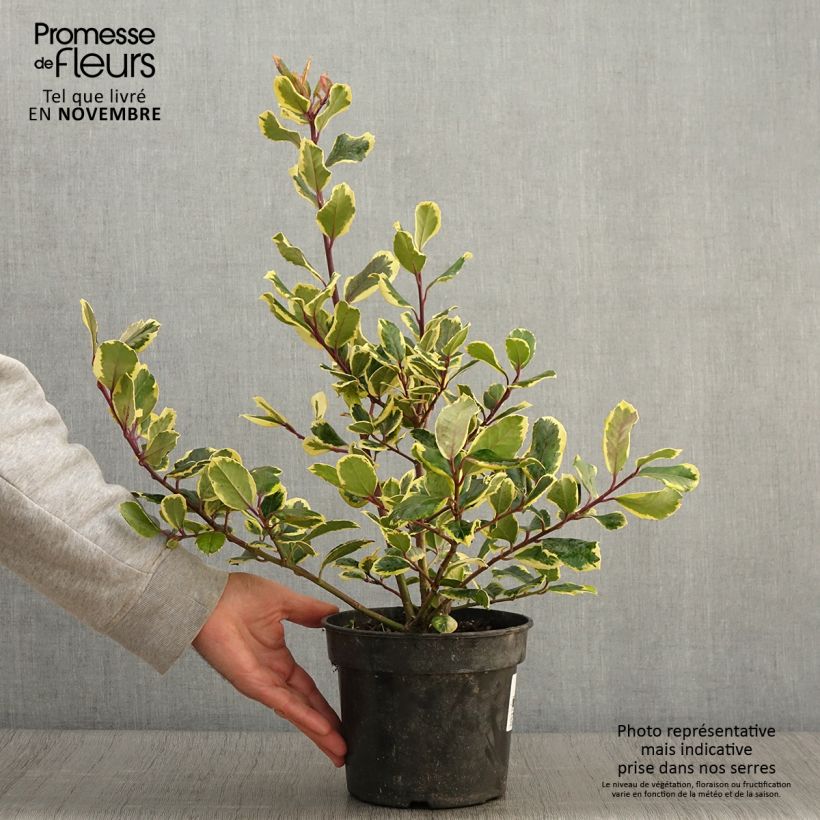 Spécimen de Houx panaché - Ilex Golden King Pot de 2L/3L tel que livré en automne
