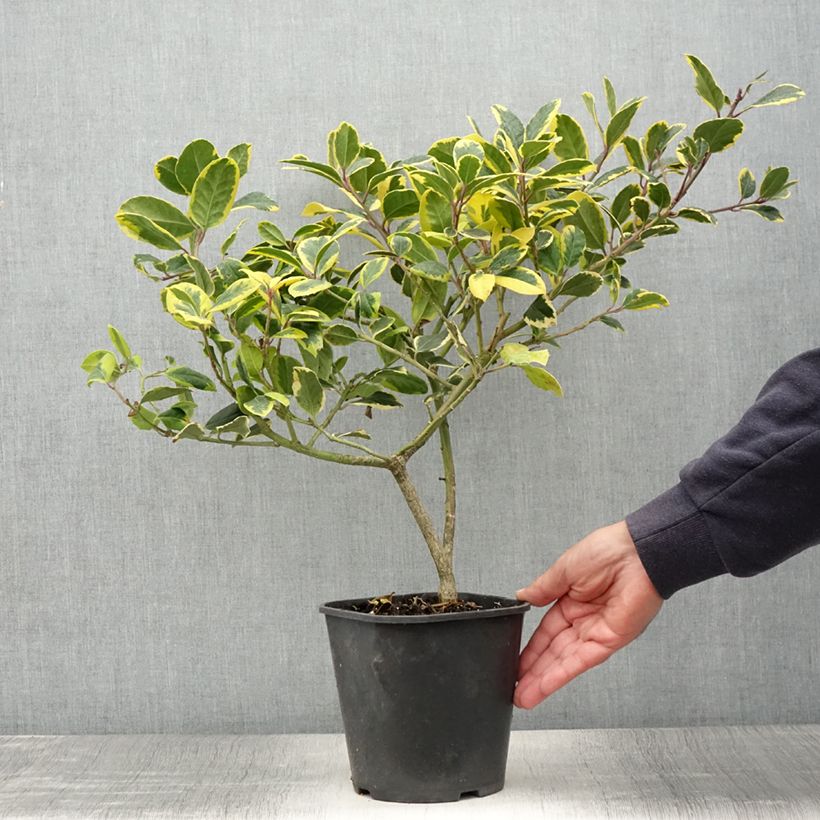 Spécimen de Houx panaché - Ilex Golden King Pot de 2L/3L tel que livré en été