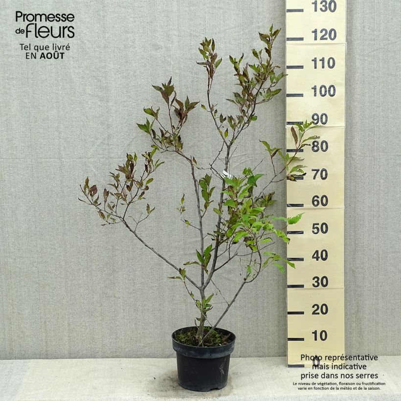Spécimen de Houx verticillé femelle Magical Daydream - Ilex verticillata Pot de 4L/5L tel que livré en été