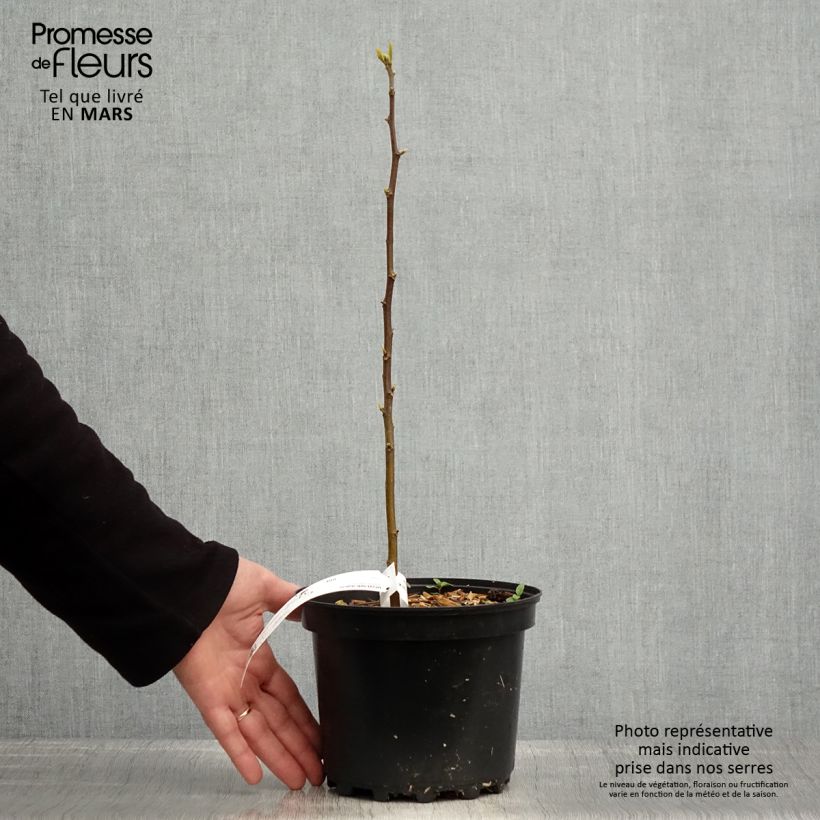 Spécimen de Hovenia dulcis - Raisinier de Chine Pot de 2L/3L tel que livré au printemps