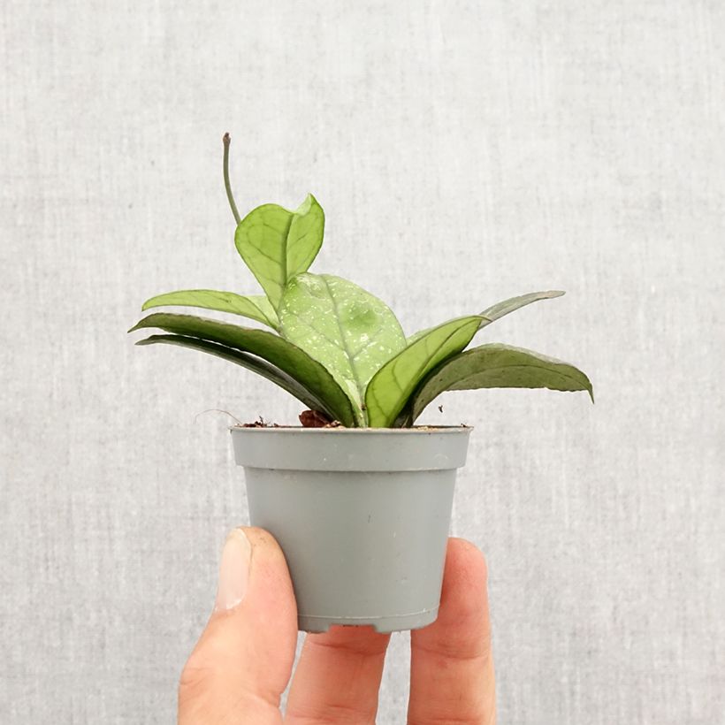 Spécimen de Hoya callistophylla Sabah - Fleur de porcelaine Mini-plante tel que livré au printemps