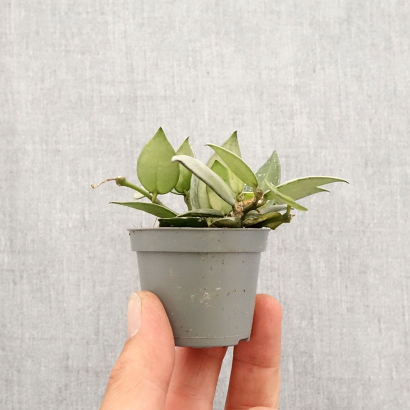 Spécimen de Hoya Eskimo - Fleur de porcelaine Mini-plante tel que livré au printemps