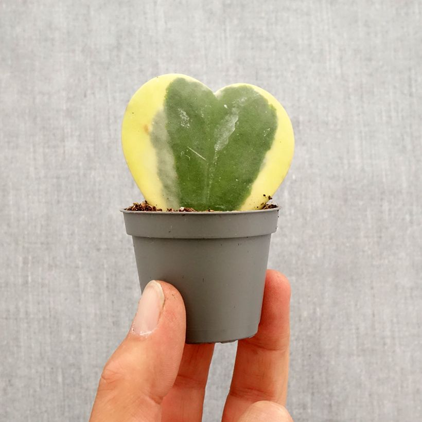 Spécimen de Hoya kerrii Variegata - Plante-coeur panachée Mini-plante tel que livré au printemps