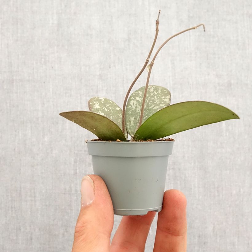 Spécimen de Hoya sigillatis - Fleur de porcelaine Mini-plante tel que livré au printemps