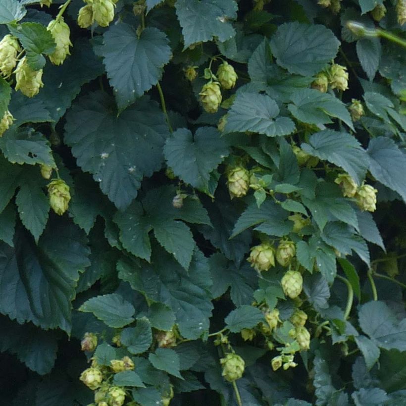 Houblon - Humulus lupulus (Feuillage)