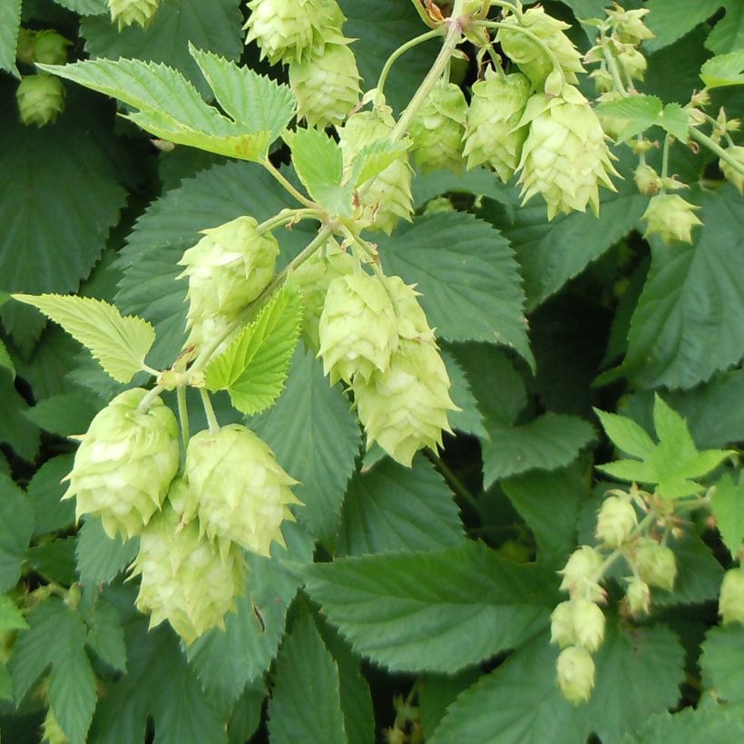 Houblon - Humulus lupulus (Floraison)