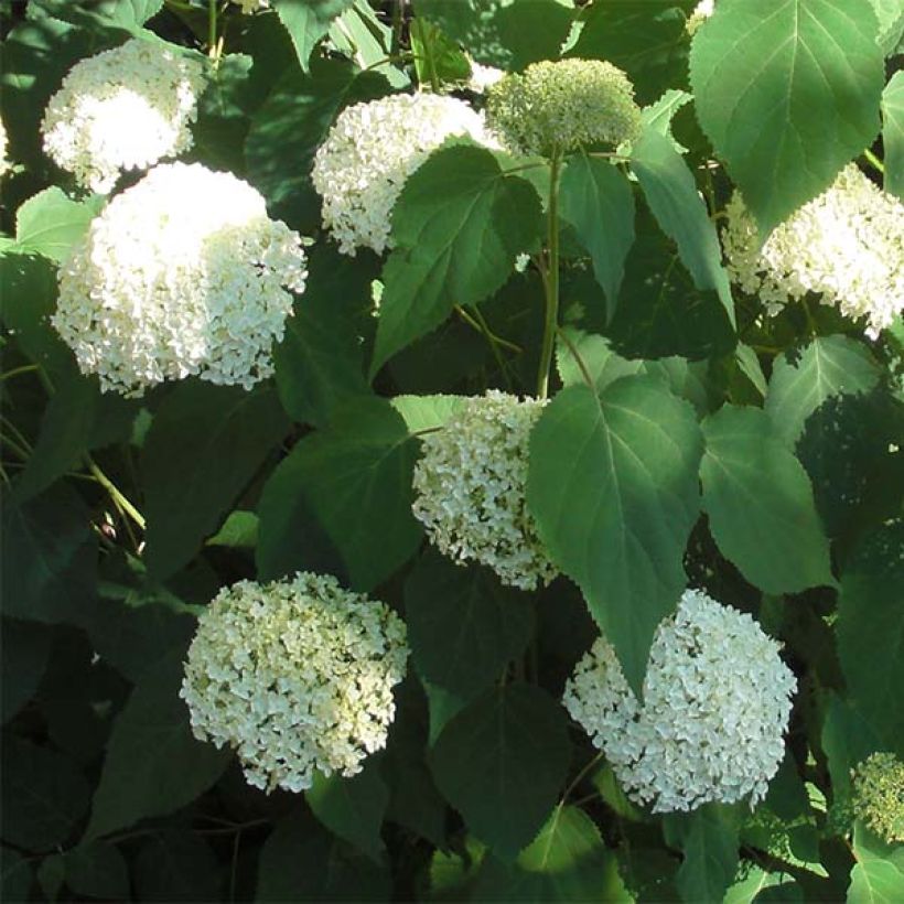 Hortensia arborescens Annabelle (Floraison)