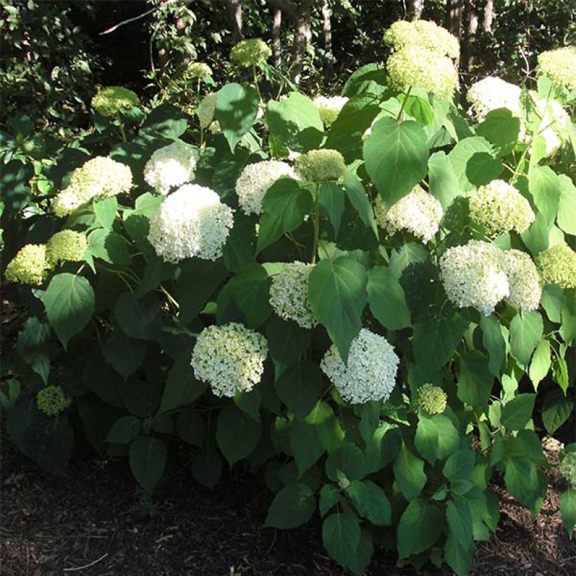 Hortensia arborescens Annabelle (Port)