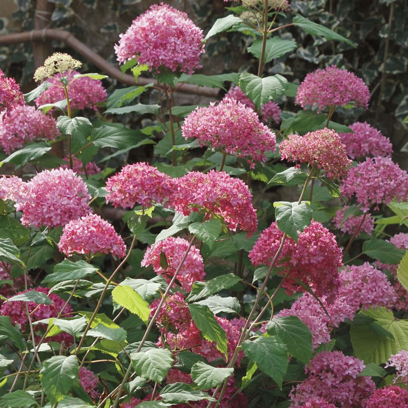 Hortensia arborescens Bella Anna (Port)