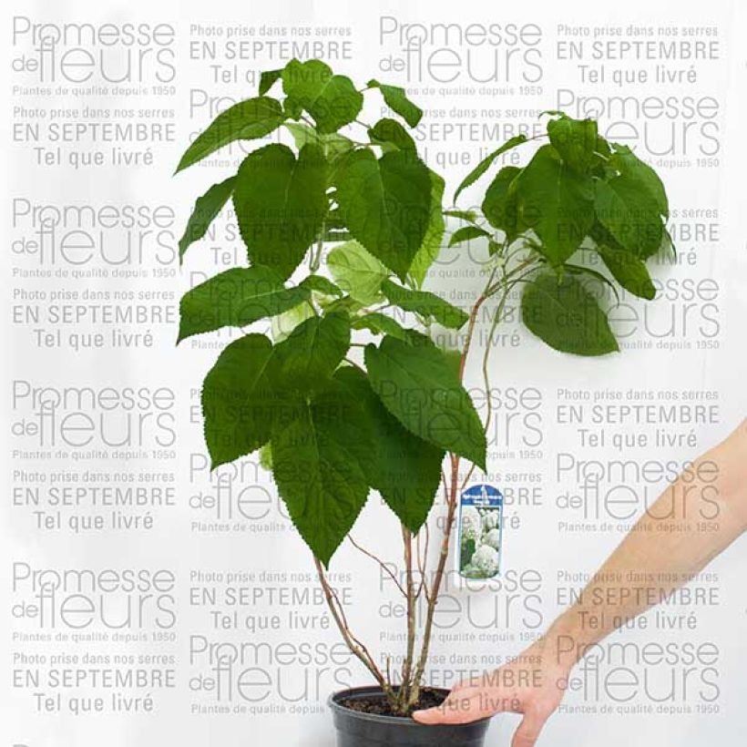 Exemple de spécimen de Hortensia arborescens Bella Anna Pot de 4L/5L, 3 /5 branchesHauteur livrée env. 60/70cm tel que livré