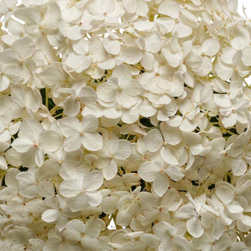 Hortensia arborescens BellaRagazza Blanchetta (Floraison)