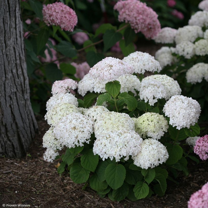 Hortensia arborescens BellaRagazza Blanchetta (Port)