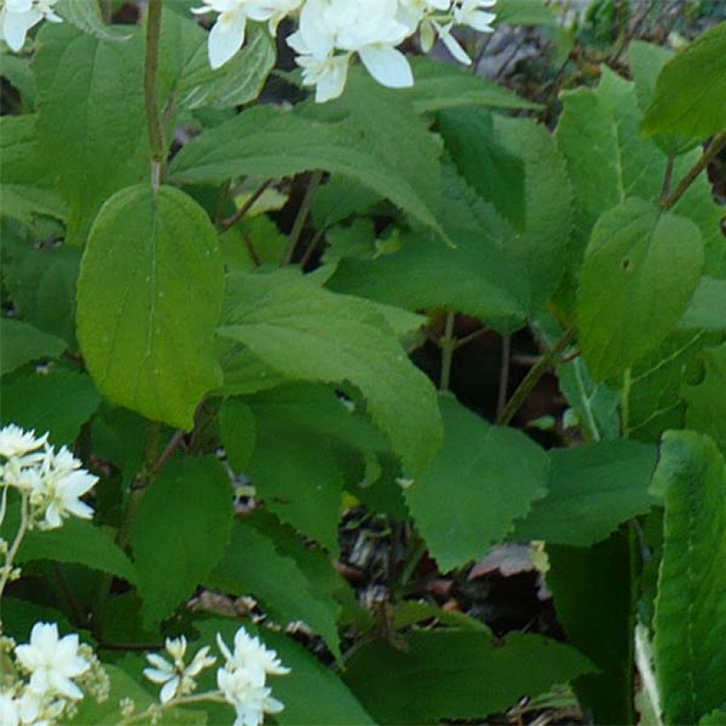 Hortensia arborescens Hayes Starbust (Feuillage)
