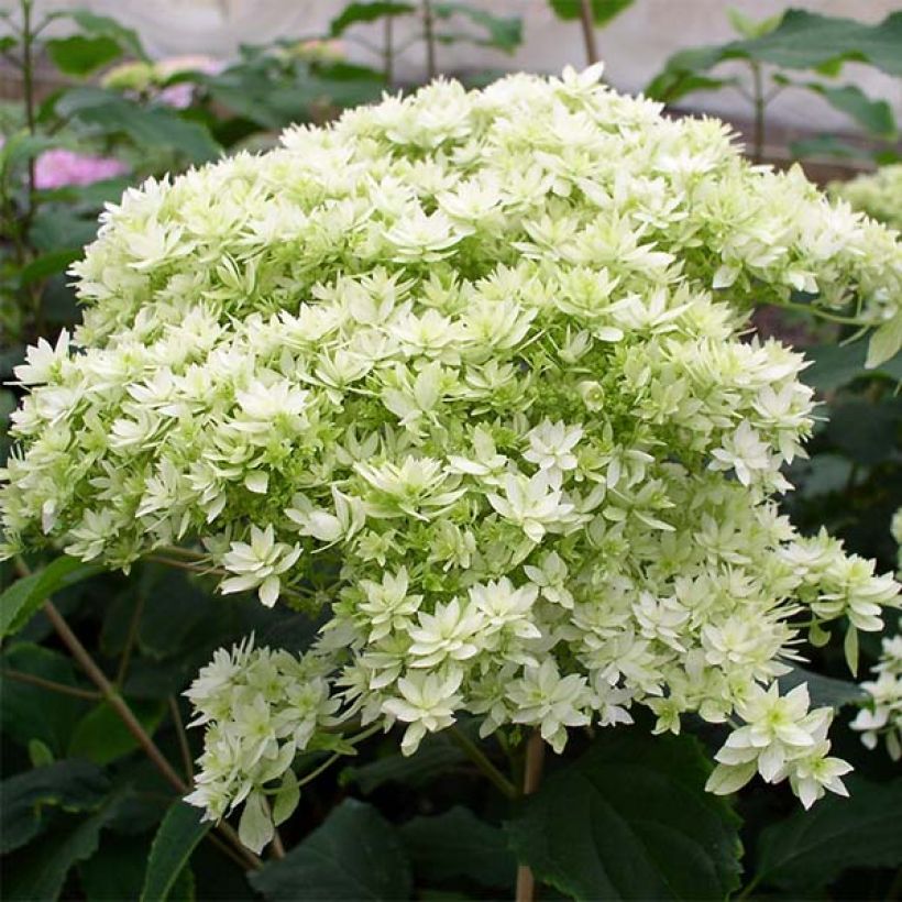 Hortensia arborescens Hayes Starbust (Floraison)