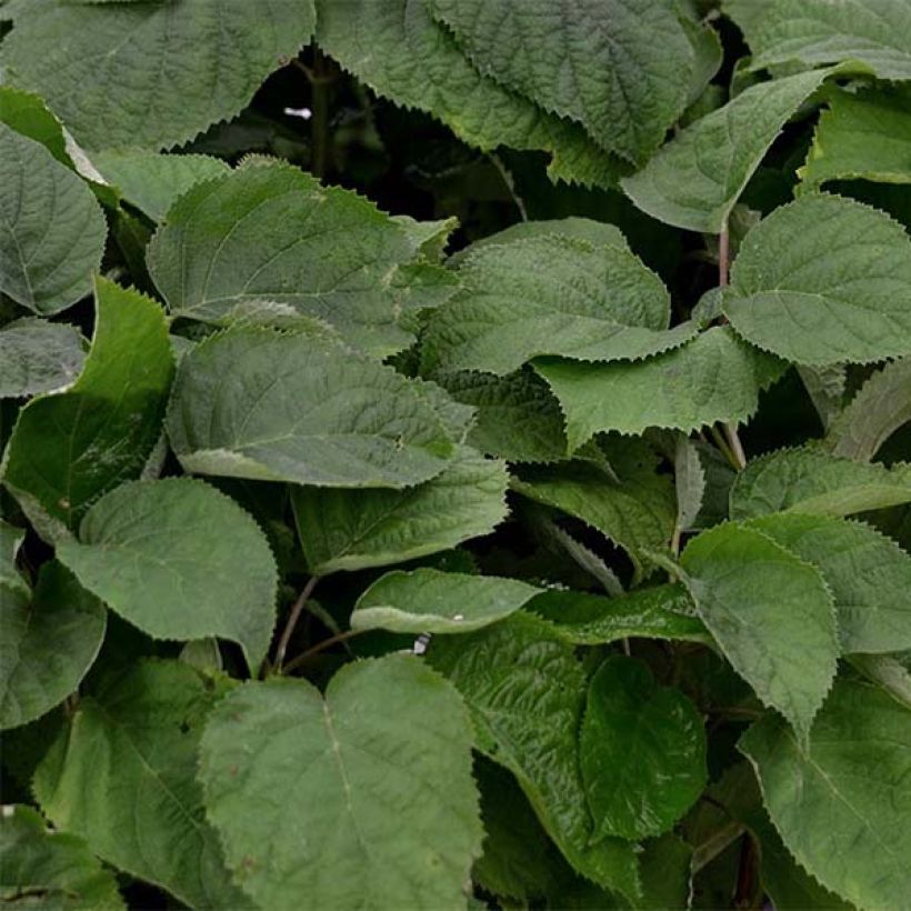 Hortensia arborescens Strong Annabelle ( Incrediball ) (Feuillage)