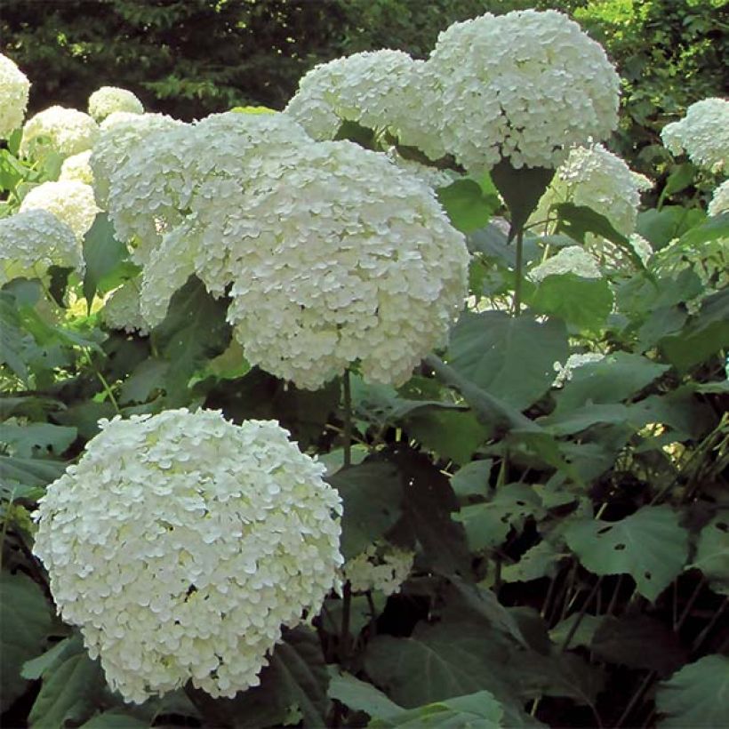 Hortensia arborescens Strong Annabelle ( Incrediball ) (Floraison)