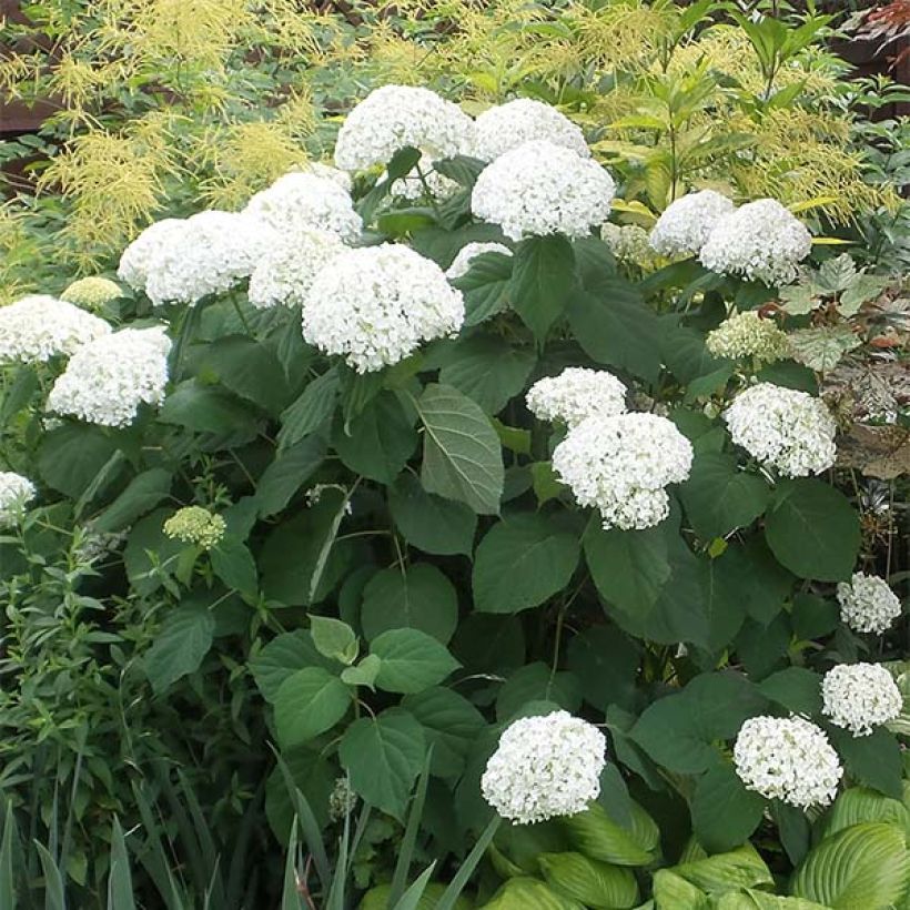 Hortensia arborescens Strong Annabelle ( Incrediball ) (Port)