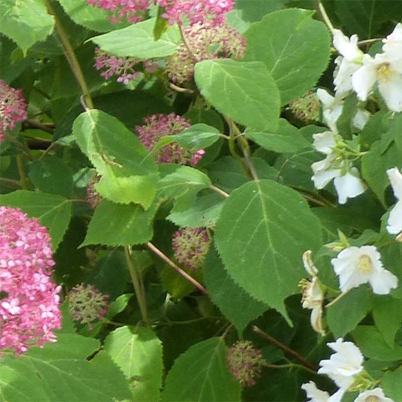 Hortensia arborescens Pink Annabelle ou Invincibelle (Feuillage)