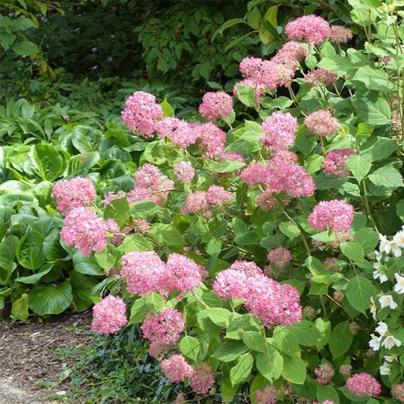 Hortensia arborescens Pink Annabelle ou Invincibelle (Port)