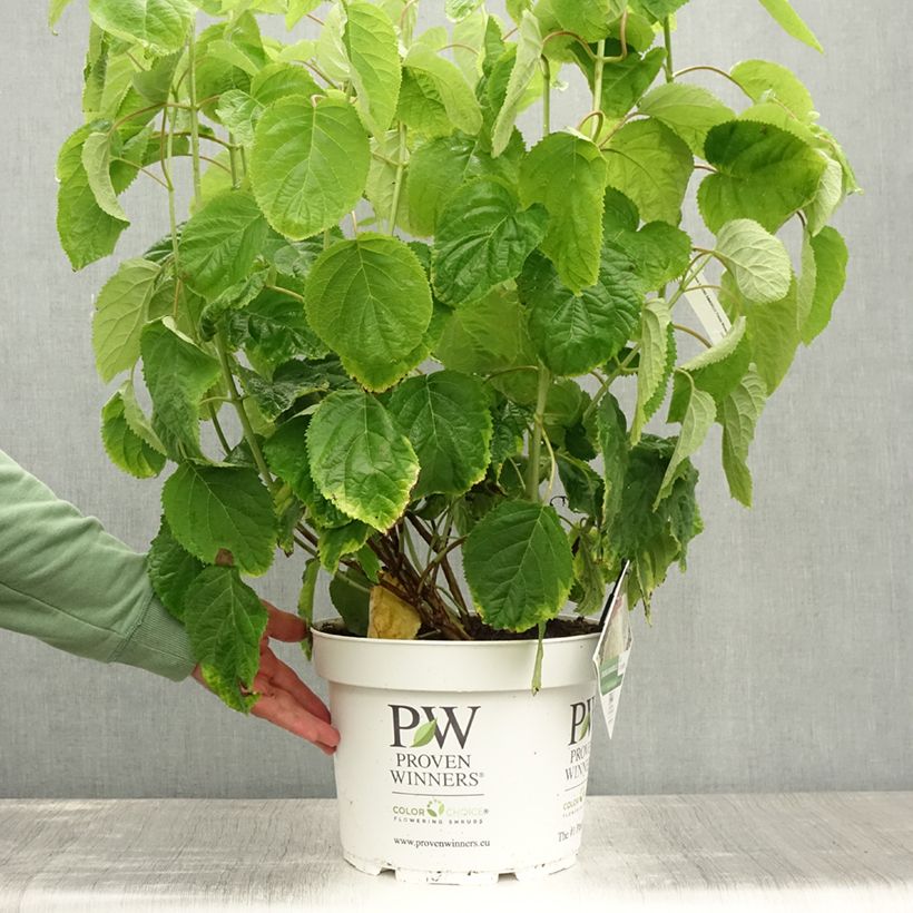 Spécimen de Hortensia arborescens Strong Annabelle ( Incrediball ) Pot de 7,5L/10L tel que livré en été