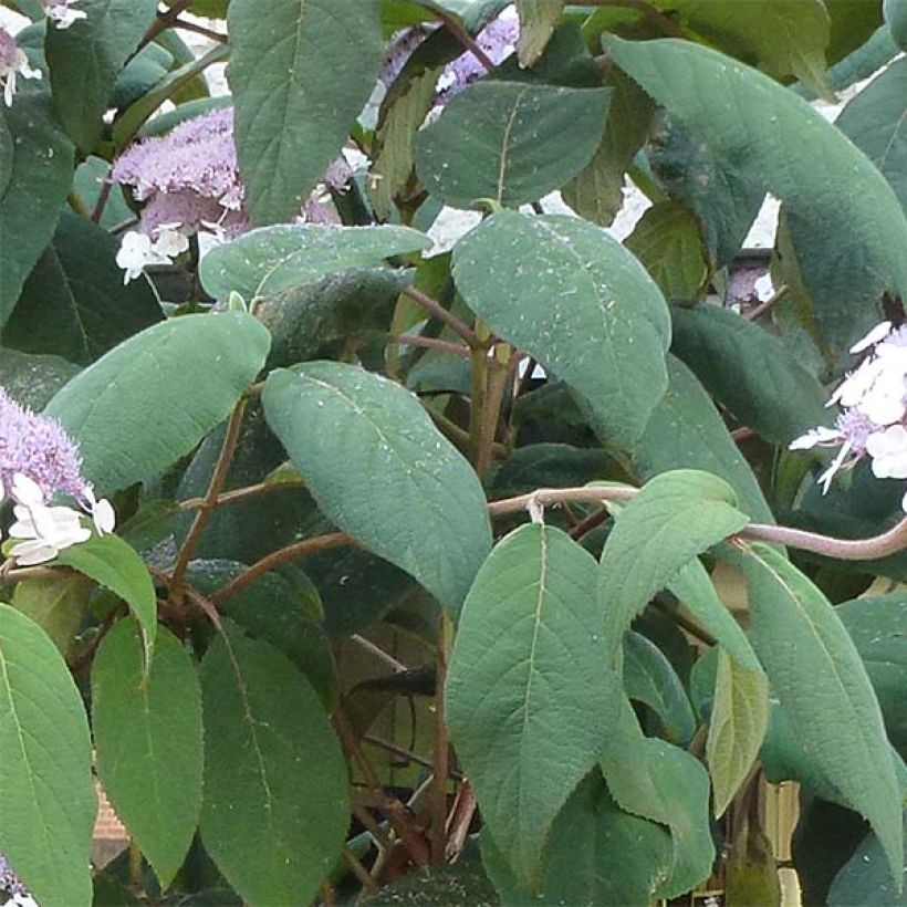 Hortensia - Hydrangea aspera Macrophylla  (Feuillage)