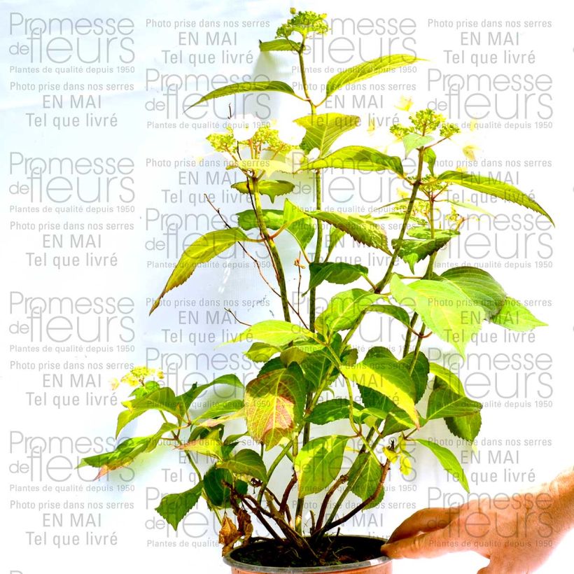 Exemple de spécimen de Hortensia - Hydrangea macrophylla Dolce Kiss Pot de 2L/3L, 5/6 branches tel que livré